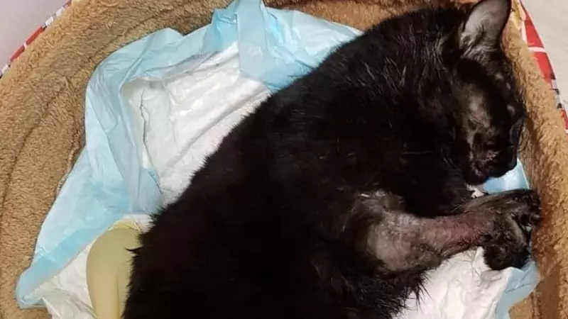 Кот, которого изрезал психопат в Невельске, умер от остановки сердца и потери крови