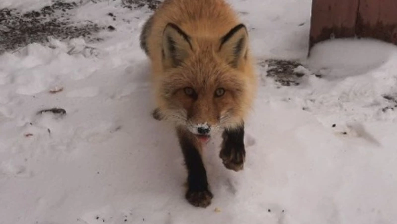 Фотосессию для лисы устроили сахалинские нефтяники