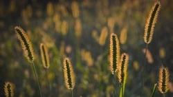 Солнце на юге Сахалина и дождь для остальных районов: прогноз погоды на 31 июля