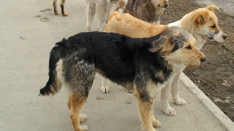 Жители Корсакова жалуются на стаи бродячих собак