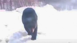 Смелый медведь погнался за рыбаками на севере Сахалина