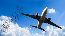 На Сахалине возник риск авиакатастроф из-за сезонной миграции птиц