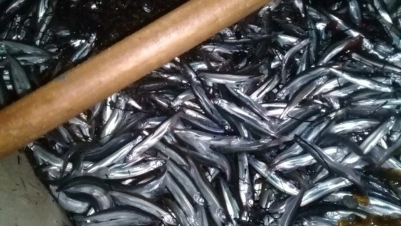 Ученые объяснили, почему в этом году на берег Сахалина выбрасывает тонны мойвы 