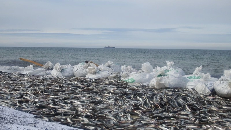 Полиция Сахалина просит рыбаков не ездить в Углегорский и Томаринский районы за мойвой
