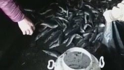«Рыбные варвары»: жители Сахалина похвастали жирным уловом селедки в Холмском районе