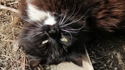 Сердобольные дачники ищут хозяина бездомному котику на юге Сахалина