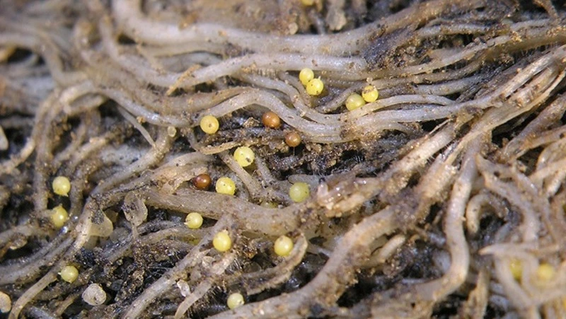 На Сахалине 70 гектаров полей попали под карантин из-за опасного паразита, устойчивого к радиации