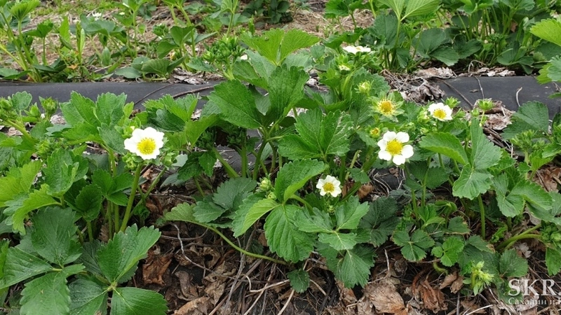 Сахалинцы смогут отведать местную клубнику по 600 рублей за кило