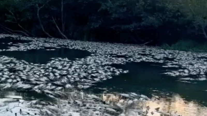 «Сдохла, не отнерестившись»: рыбаки поддержали установку РУЗов на Сахалине