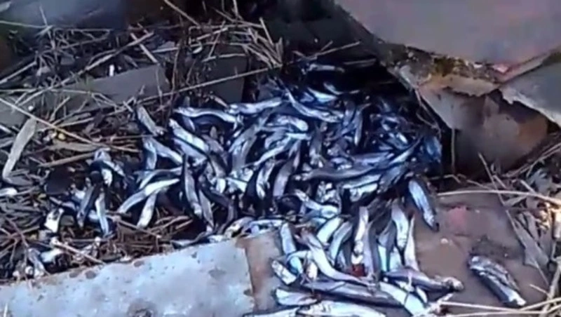 Десятки хвостов неликвидной мойвы обнаружили в селе Томаринского района