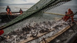 Сахалинский рыбохозяственный совет определил контуры предстоящей страды