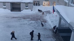 Стая бродячих собак оккупировала территорию школы № 1 в Охе 