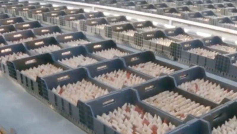 Работники высадили тюльпаны по новой технологии в совхозе «Тепличный» на Сахалине 