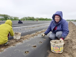 Не хуже итальянской: фермер на юге Сахалина выращивает клубнику на трех гектарах