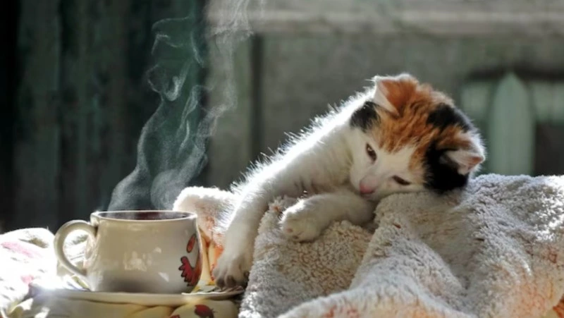 Детский сад и три улицы Южно-Сахалинска проведут без отопления 11 декабря