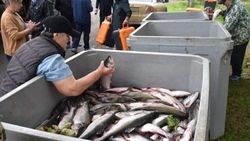 Жителям Поронайского района бесплатно раздали 4,5 тонны горбуши