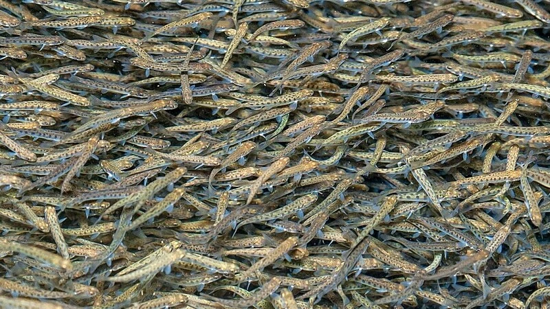 В нынешнем году на Сахалине введут еще восемь рыбоводных заводов