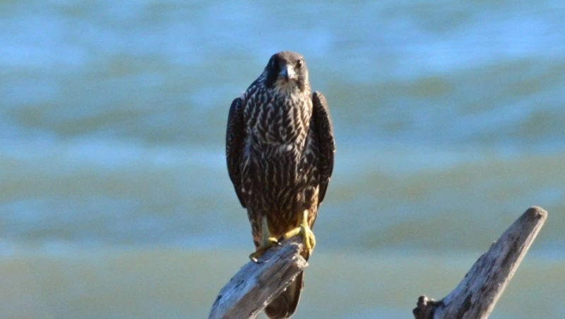 Сотрудники заповедника «Курильский» дважды увидели редкого сокола-сапсана на Кунашире