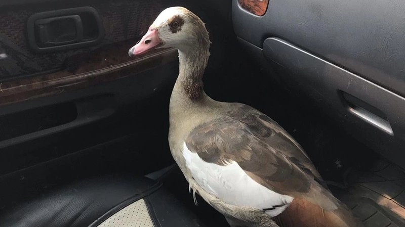 Из зоопарка в Южно-Сахалинске сбежал гусь