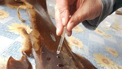 В залив Анива на Сахалине выпустили 73 миллиона зооспор ламинарии