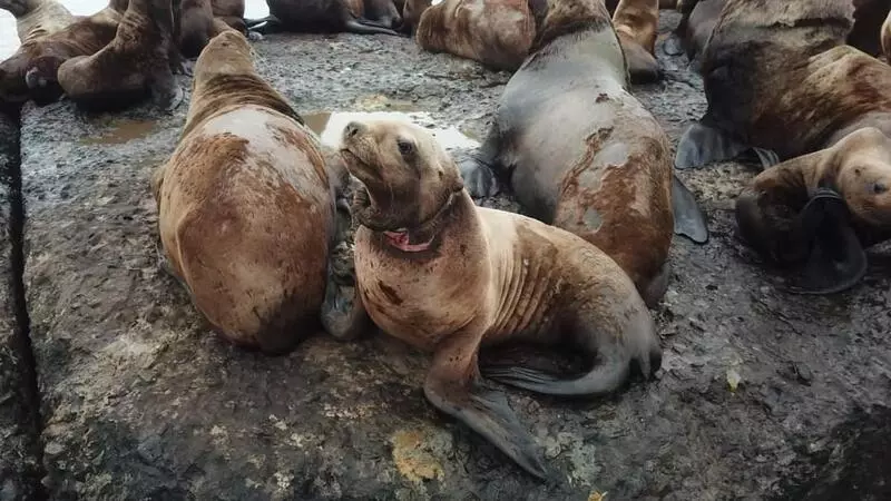 Окровавленные шеи у сивучей обнаружили на брекватере в Невельске