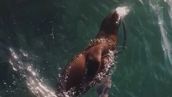 Водные забавы устроил сивуч со шлангом у берегов Сахалина