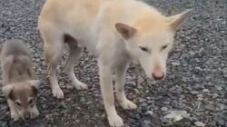 Собака, которая бегала в порту Северо-Курильска с дротиком в щеке, вновь вышла к людям