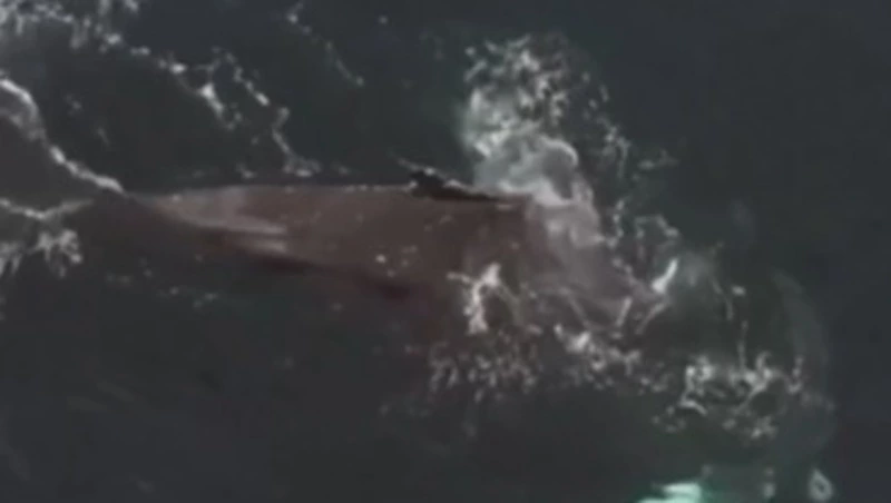 Операция по спасению запутавшегося в сетях краснокнижного кита началась в Мурманской области