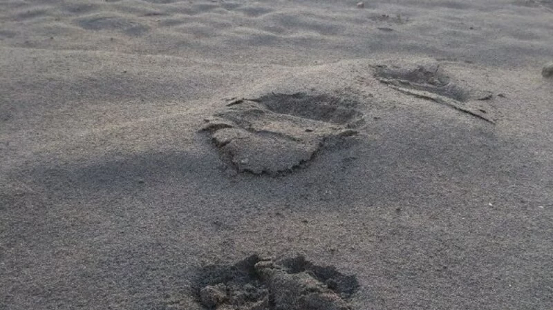 Толстый медведь разворотил мусорный бак на Курилах