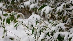 Снег, ветер и плюсовая температура ожидаются в Сахалинской области 22 марта