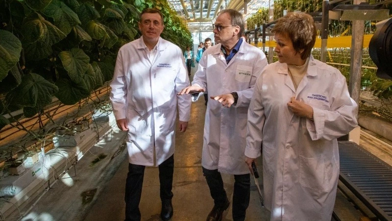 «Продукция по доступной стоимости». Совхоз «Тепличный» сохраняет цены на овощи