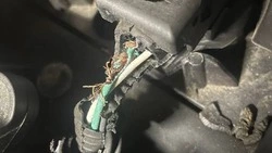 Крысы лишили жителя Южно-Сахалинска 45 тысяч рублей