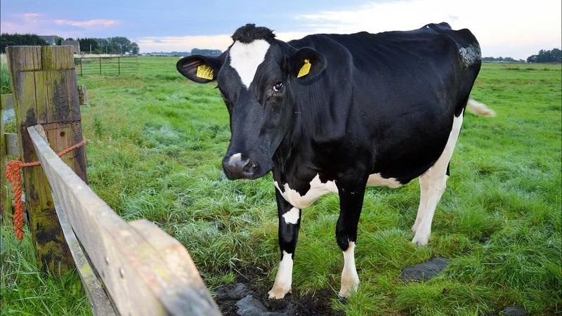 Охинцы пожаловались на коровьи лепешки в городе и собак, бросающихся на детей