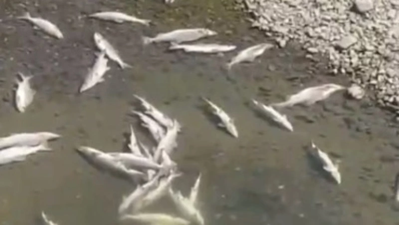 Жители Гастелло: «Рыбопромышленники уничтожили горбушу в реках»