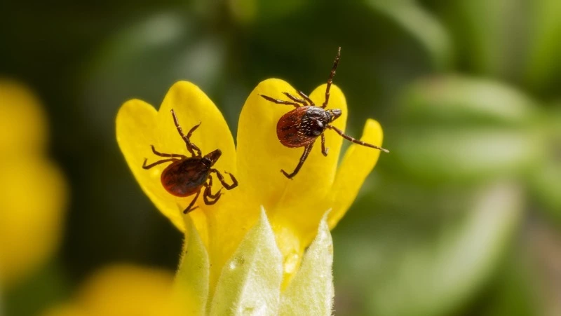 Кровопийцы уже проснулись: сезон клещей в 2026 году на Сахалине начался раньше обычного