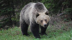 Медведь, который гулял возле детского лагеря на Сахалине, ушел в лес