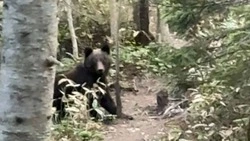 «Было очень страшно»: московский тренер рассказала о встрече с медведем у горы Лягушка на Сахалине
