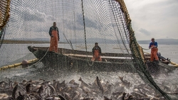 На Сахалине выловили лосося больше, чем в 2020 году