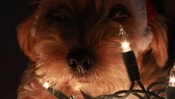 Село и планировочный район Южно-Сахалинска останутся без света 20 ноября 