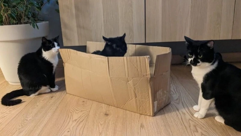 Из пламени – в семью: как сахалинская кошка обрела счастье после трагедии в приюте «Пес и Кот»