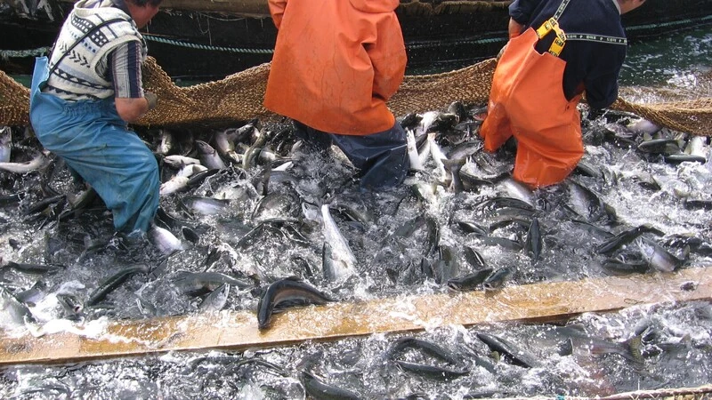 Короче невода