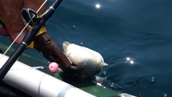 Косяк смертельно ядовитых фугу навязался рыбакам на Сахалине. «Задолбали»