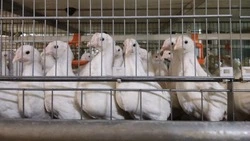 Цыплята «Островной» сменили желтый пух на белые перья