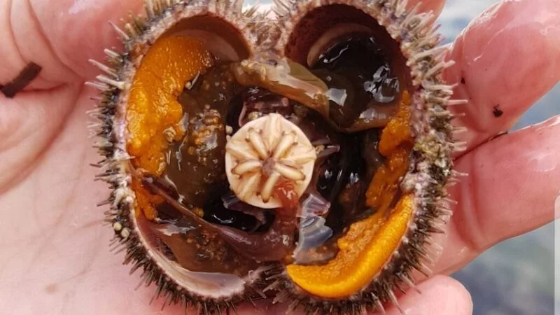 На Сахалине оплодотворили и выпустили в море 2,5 миллиарда личинок морского ежа