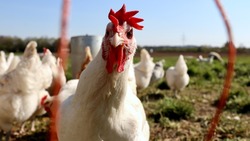 Токсичный корм чуть не оставил сахалинцев без куриного мяса
