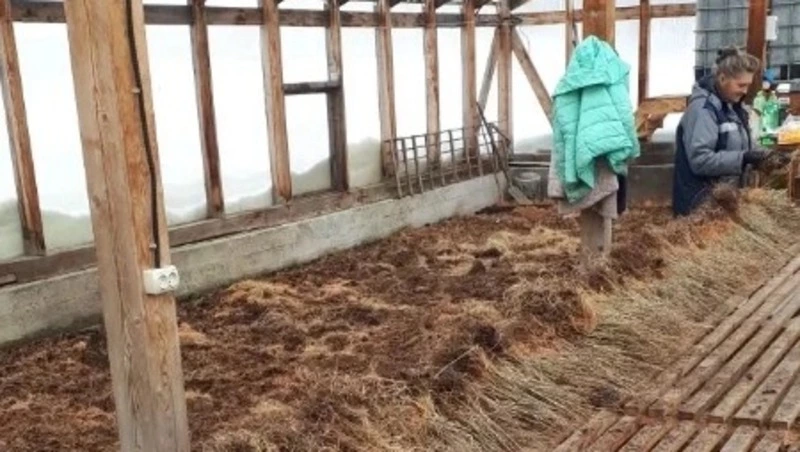 Более 3 тысяч гектаров леса восстановят на Сахалине