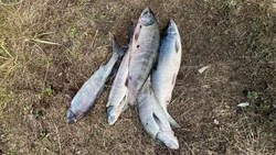 Макаровчанин ответит в суде за незаконную добычу 15 килограммов икры