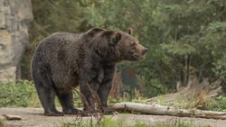 Весенний сезон охоты на бурого медведя объявили на Сахалине