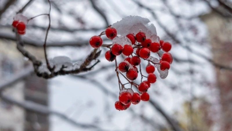 Сильный ветер, но слабый снег ожидают в Сахалинской области 25 декабря 