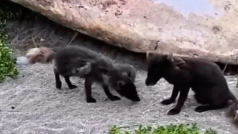 Кости кита стали домом для семьи песцов на Курильском острове Янкича